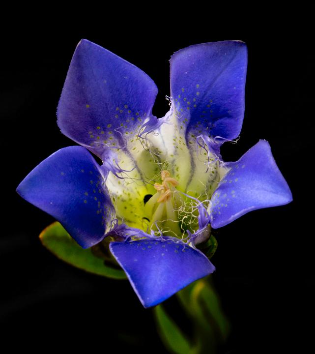 Mendocino Gentian, Gentiana setigera.jpg